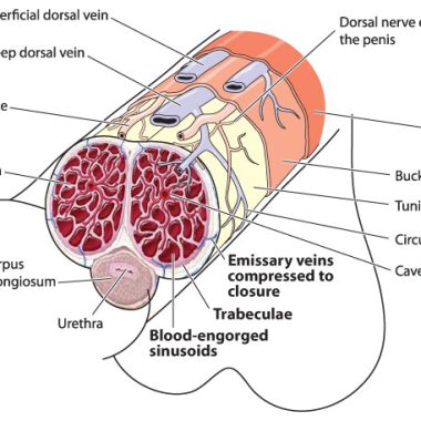شاهد تمارين الجلك للعضو الذكري Jelqing (الجلق) بالفيديو هنا