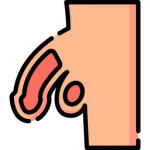 الطول الطبيعي للعضو الذكري في حالة الارتخاء