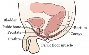 استعمال تمارين كيجل في تطويل الذكر بسرعة