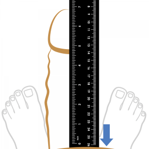 قياس القضيب بالمسطرة