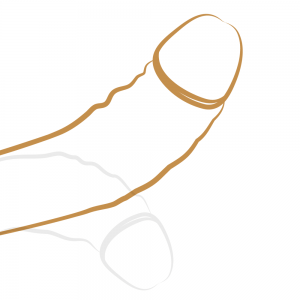 قياس القضيب بوضع الانتصاب