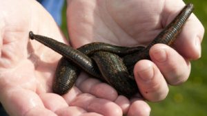 طريقة دودة العلق لتكبير الذكر