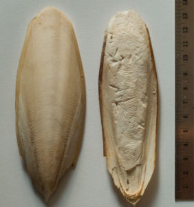 زبد البحر لتكبير الذكر